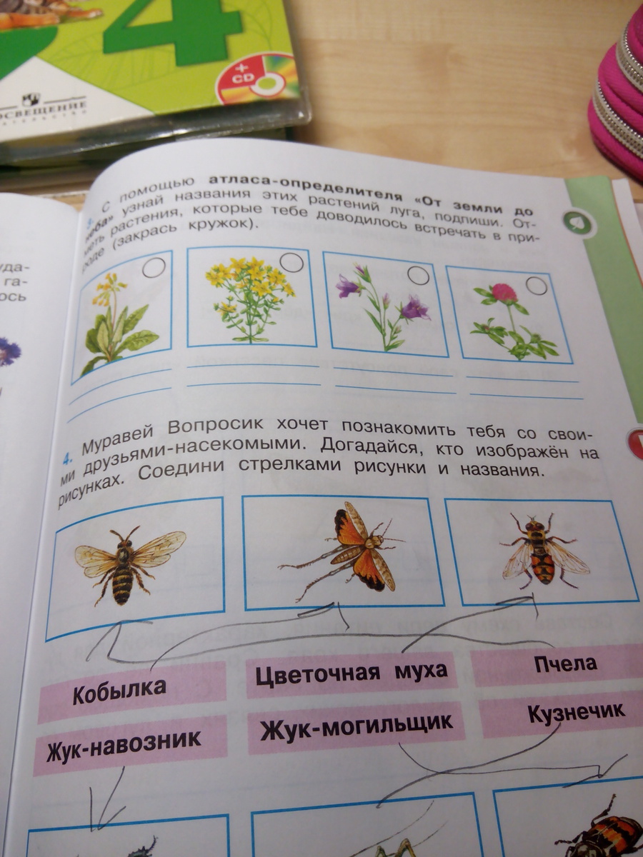 Закрась кружки под рисунками тех бабочек которых ты не сможешь увидеть днем на лугу