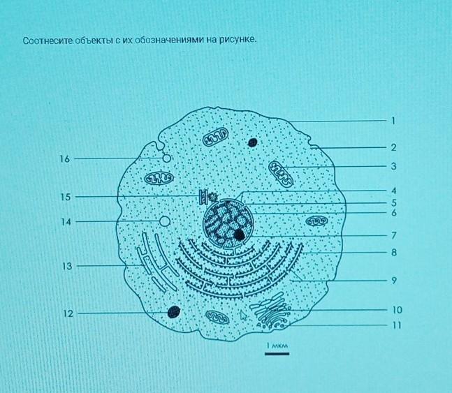 Какой объект на рисунке. Соотнесите объекты с их обозначениями на рисунке.. Строение клетки пиносома. Соотнесите объекты с их обозначениями на рисунке клетка. Соотнесите объекты с их обозначениями на рисунке Сириус.