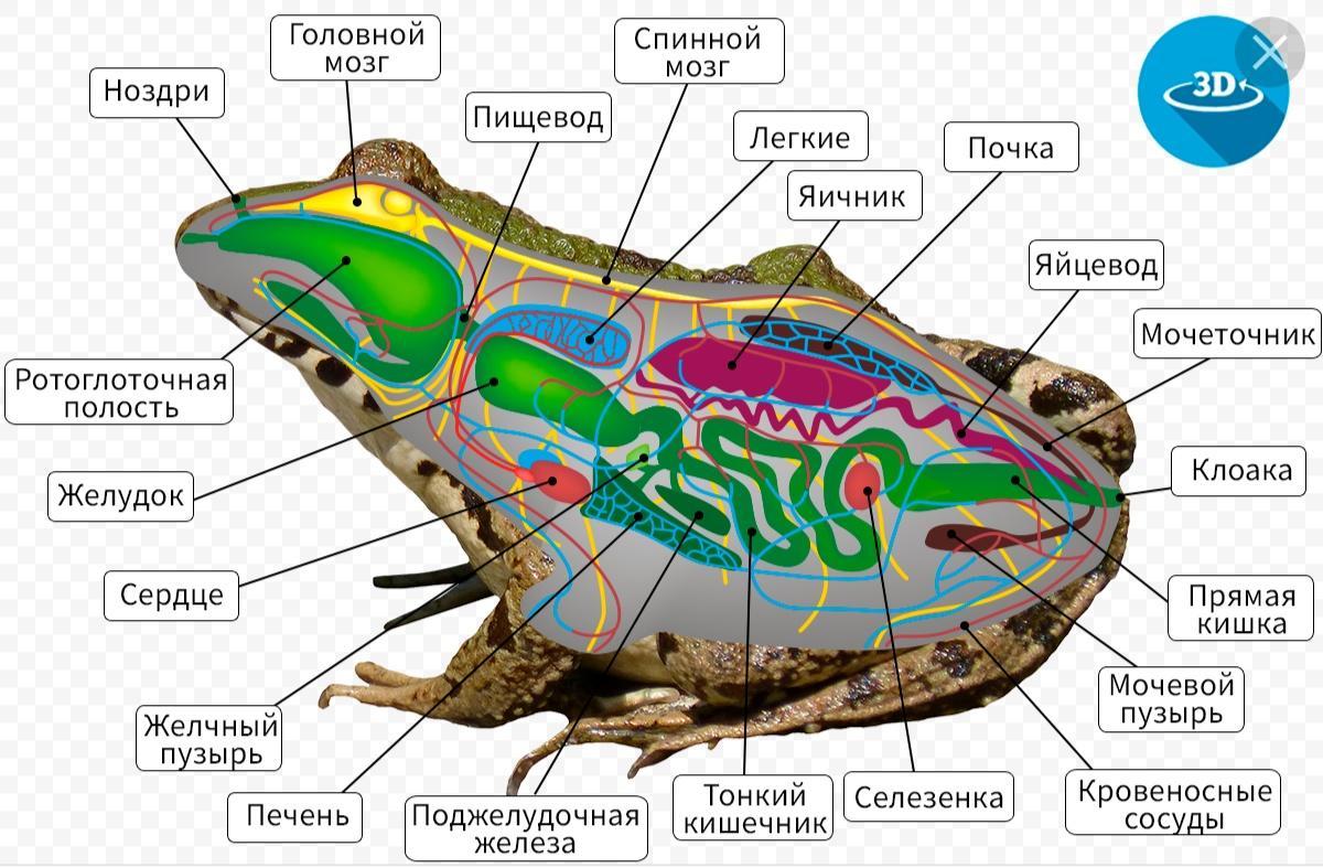 Органы пищеварительной системы земноводных в верной последовательности. Внутреннее строение амфибии лягушки. Внутреннее строение земноводного лягушки. Внутреннее строение бесхвостых амфибий. Внутреннее строение земноводных лягушка.