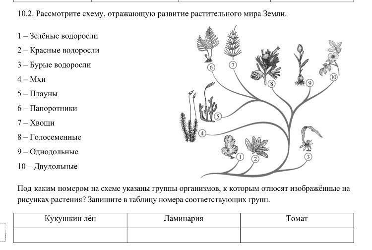 Контрольные работы по биологии по теме цветок. Схема эволюции растений 9 класс.