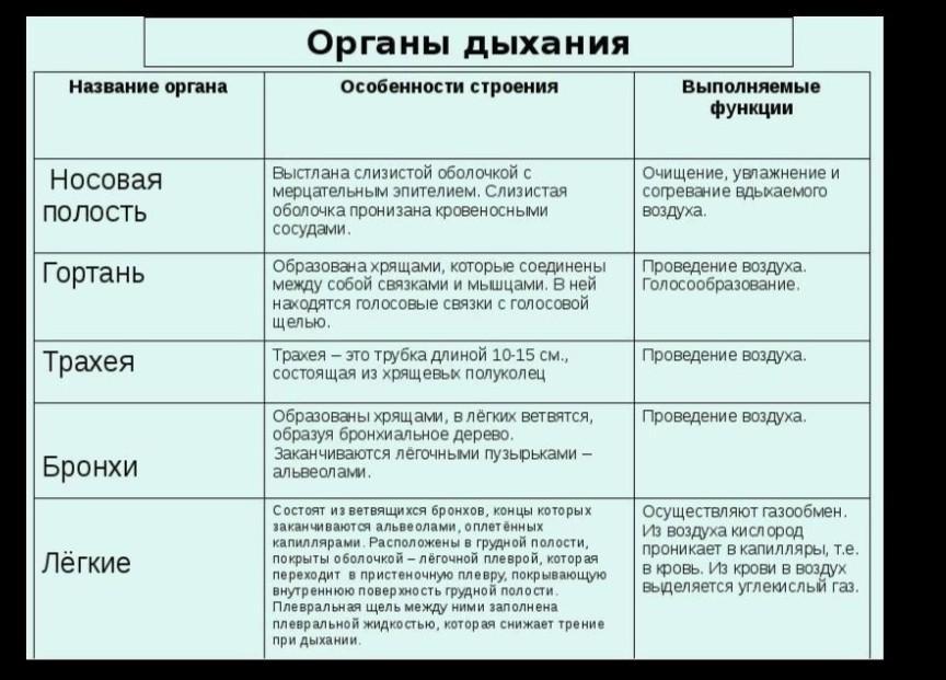 Орган чувств строение функция таблица