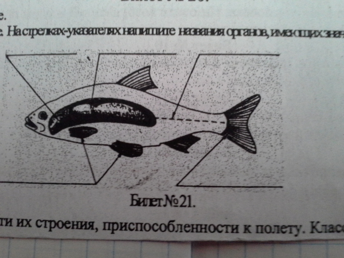 Какая система органов рыбы изображена на рисунке