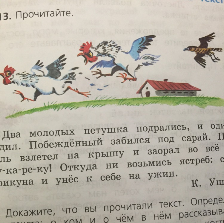 Озаглавить рассказ. Озаглавить текст два молодых петушка подрались и один победил. Озаглавьте части рассказа о петушке. Озаглавить текст два молодых петушка подрались. Как можно озаглавить текст про петуха.