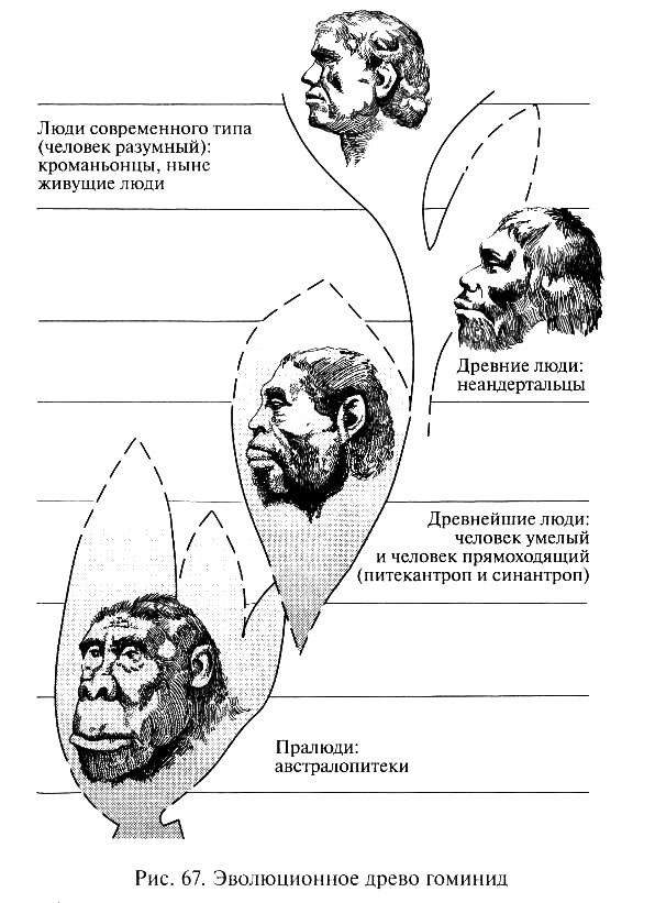 Этапы эволюции человека австралопитек. Австралопитек питекантроп синантроп неандерталец кроманьонец. Питекантроп кроманьонец. Питекантроп синантроп неандерталец. Австралопитек питекантроп неандерталец таблица.