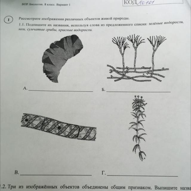 Впр по биологии 7 класс рассмотрите изображения различных объектов живой природы 1 вариант