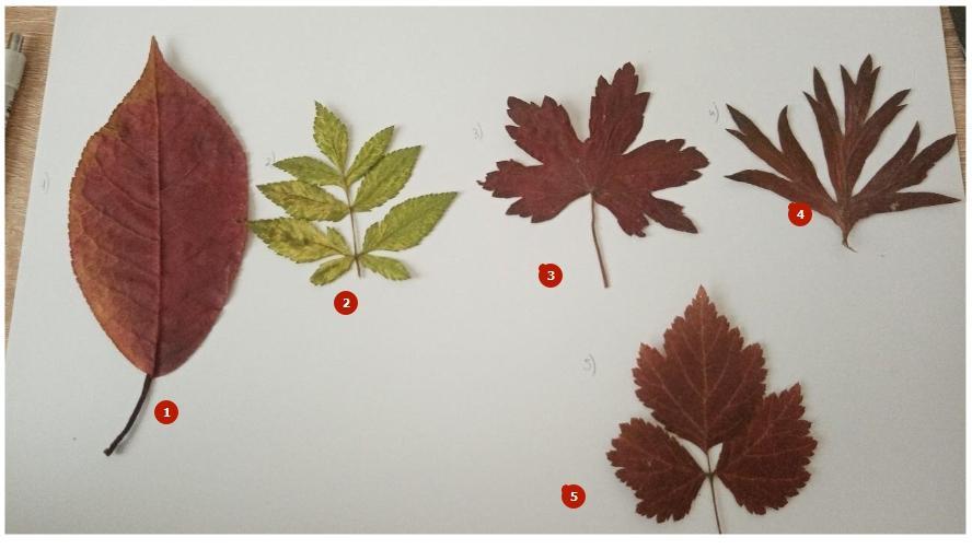 фото листьев различных деревьев. внешнее строение листа. ваш вопрос листьев. сравнение листьев растений. лист с вопросом.
