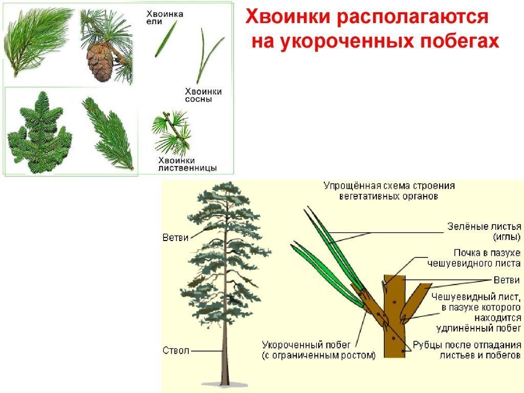 Какая жизненная форма вероятнее всего будет у растения шишка которого изображена на рисунке