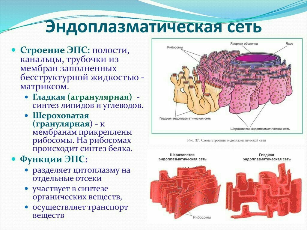 Какая структура клетки изображена на рисунке эндоплазматическая сеть плазматическая мембрана