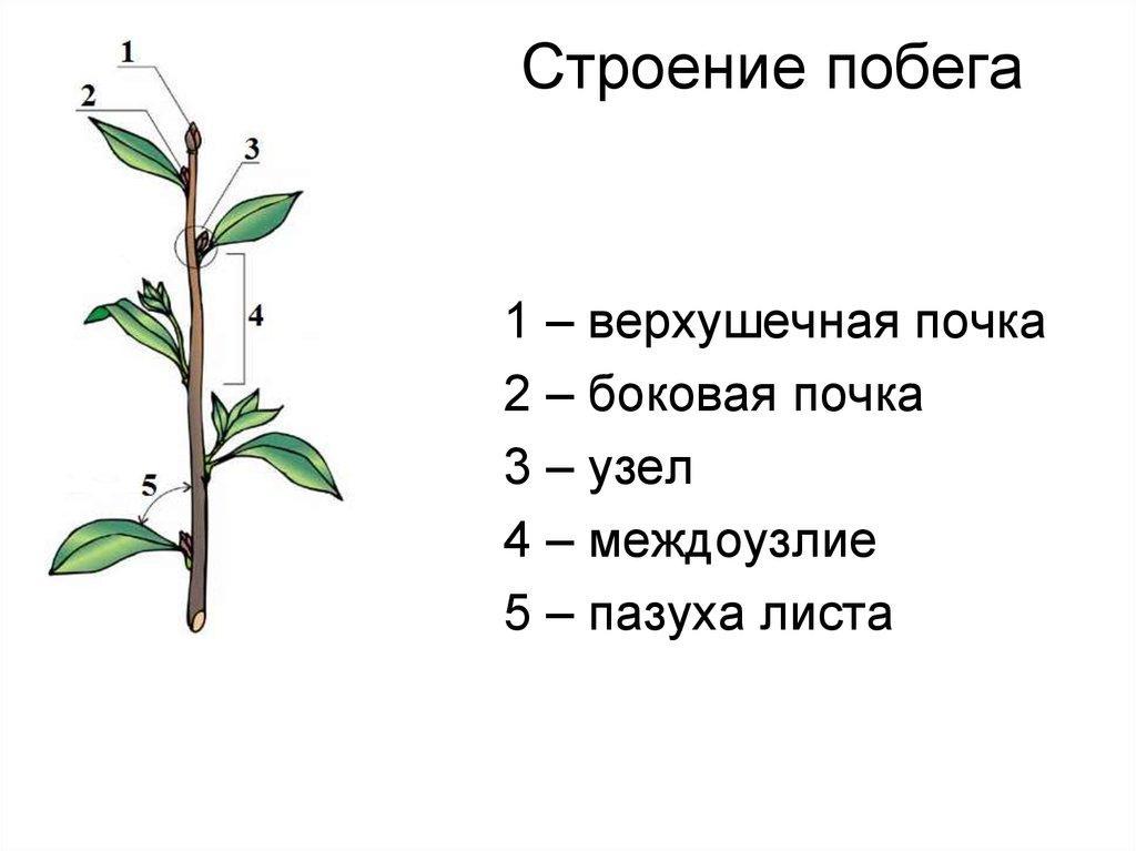 Схема побега цветкового растения