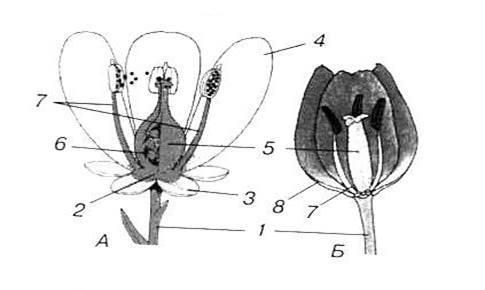 Части цветка тюльпана. Строение цветка тюльпана схема. Строение цветка тюльпана биология 6 класс. Схема цветка тюльпана биология. Строение цветка вишни и тюльпана.