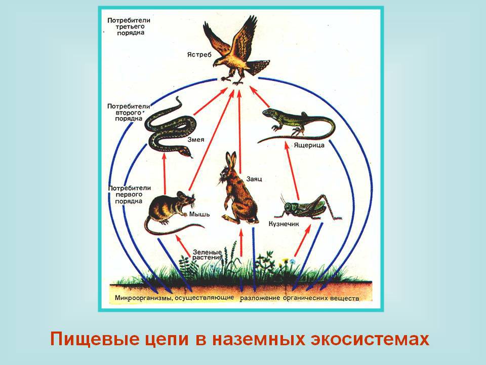 Схема сети питания наземной экосистемы