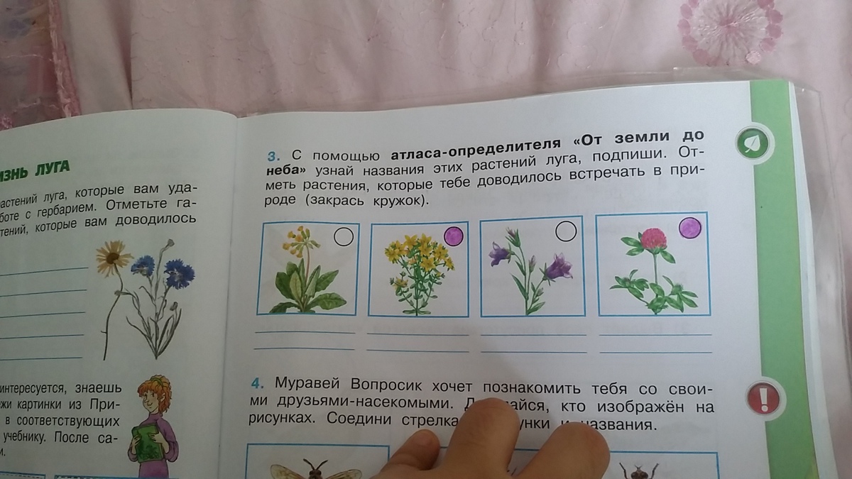 Атлас 4 класс окружающий. С помощью атласа опередили. Атлас от земли до неба растения Луга. Атлас определитель от земли до неба растения Луга. С помощью атласа определителя от земли.