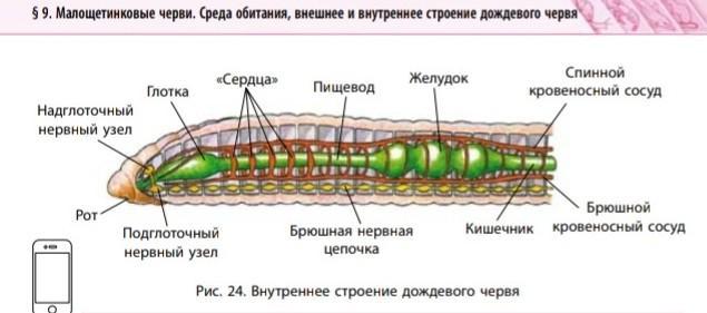 Какой из указанных органов. Рассмотри рисунок к какой системе органов относится орган. Кольчатые черви строение надглоточный ганглий. Кольчатые черви надглоточный узел. Надглоточный узел у кольчатых червей.