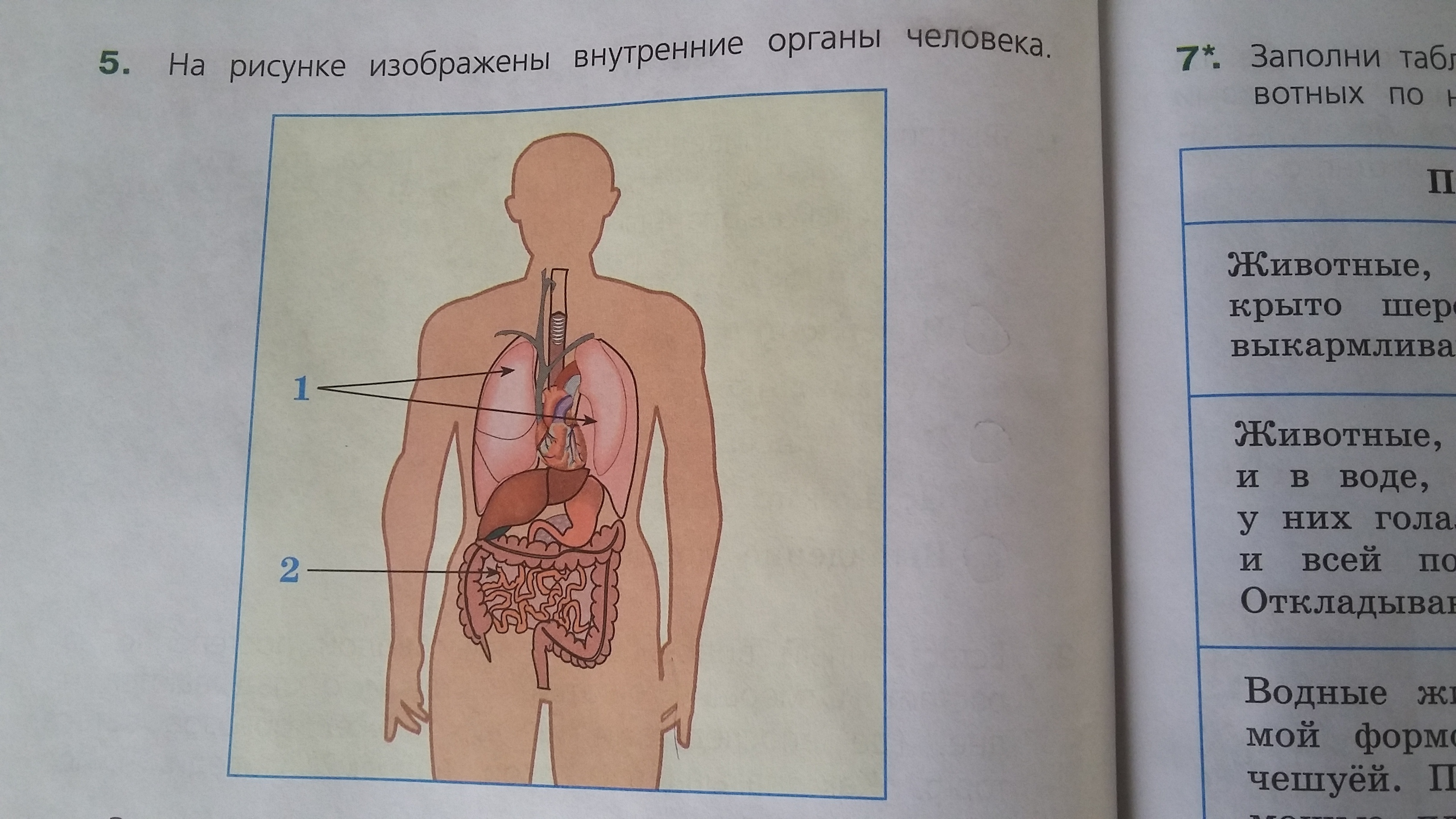 Окружающий мир 3 класс тетрадь организм человека. Органы человека. Подпиши названия органов. Строение человека внутренние органы. Органы человека рисунок.