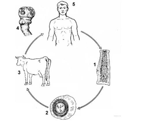 Рассмотрите рисунок 2 на котором представлен цикл развития бычьего цепня и ответьте на вопросы